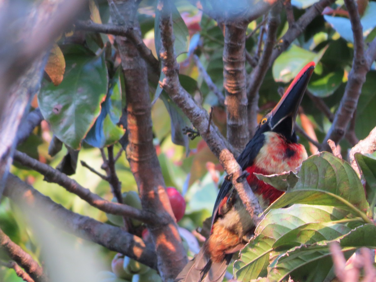Fiery-billed Aracari - ML651100104