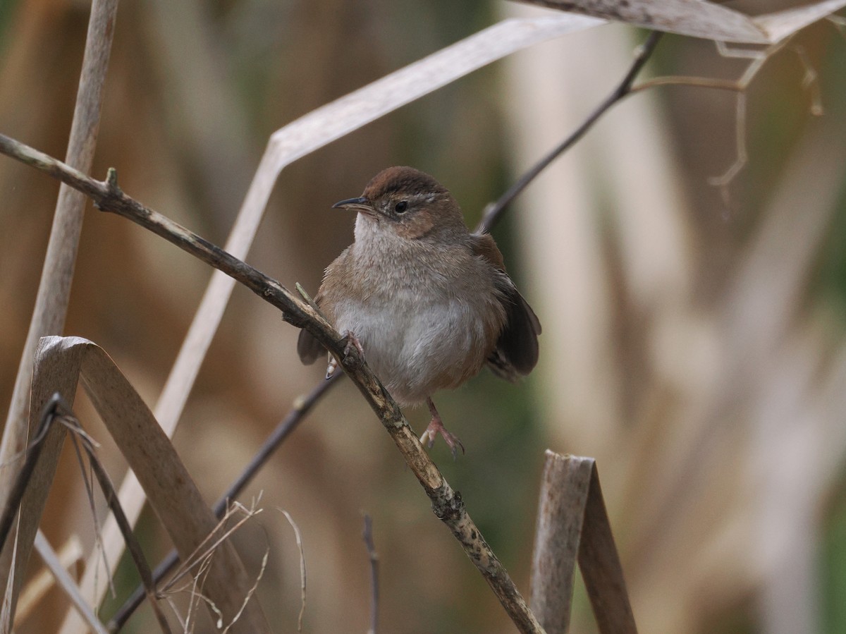 Marsh Wren - ML651100366