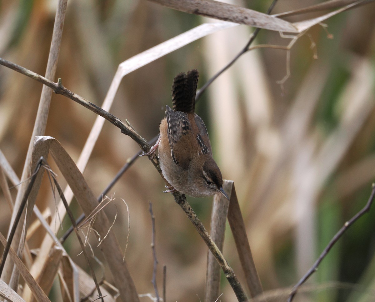 Marsh Wren - ML651100383