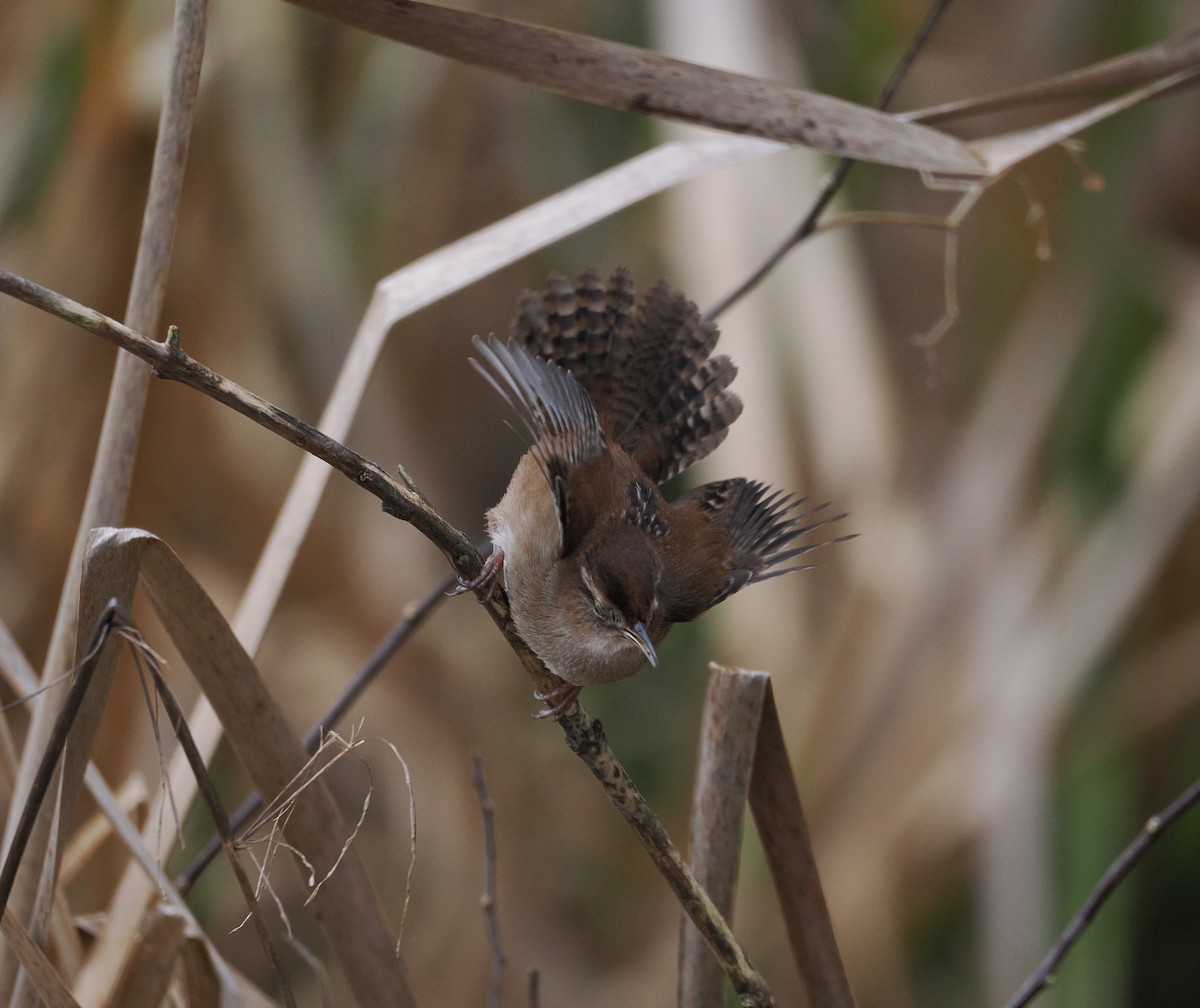 Marsh Wren - ML651100384