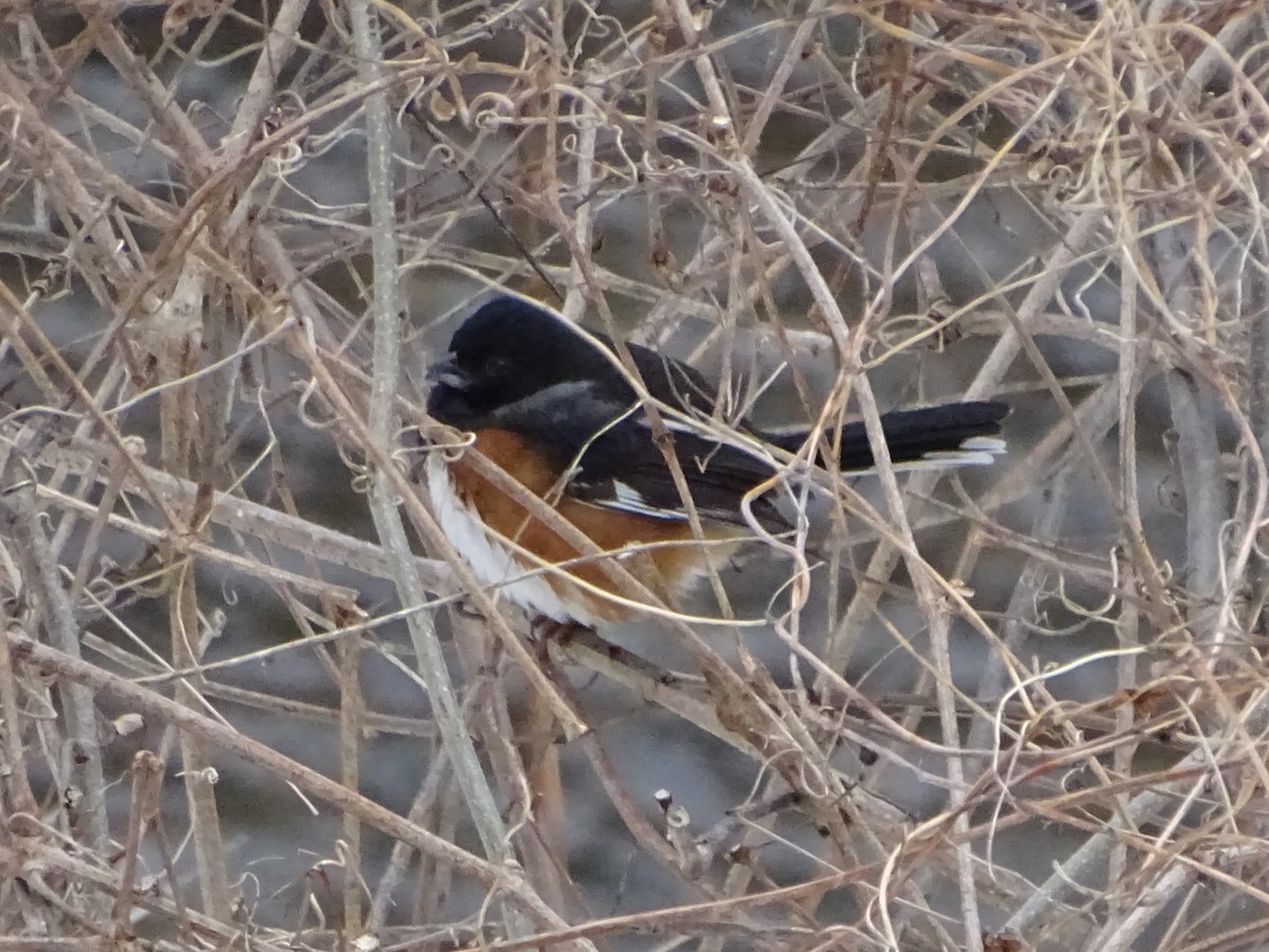 Toquí Flanquirrufo - ML651100908