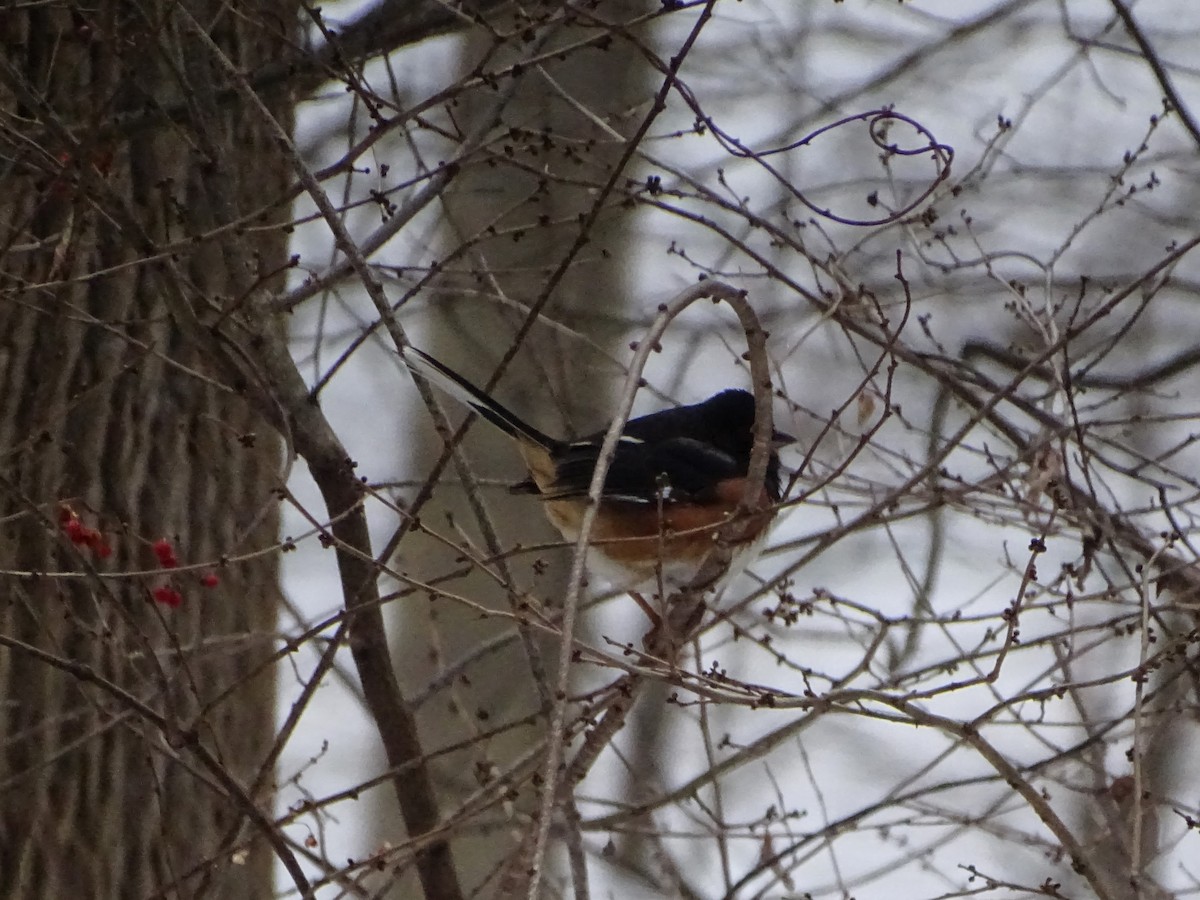 Toquí Flanquirrufo - ML651101255