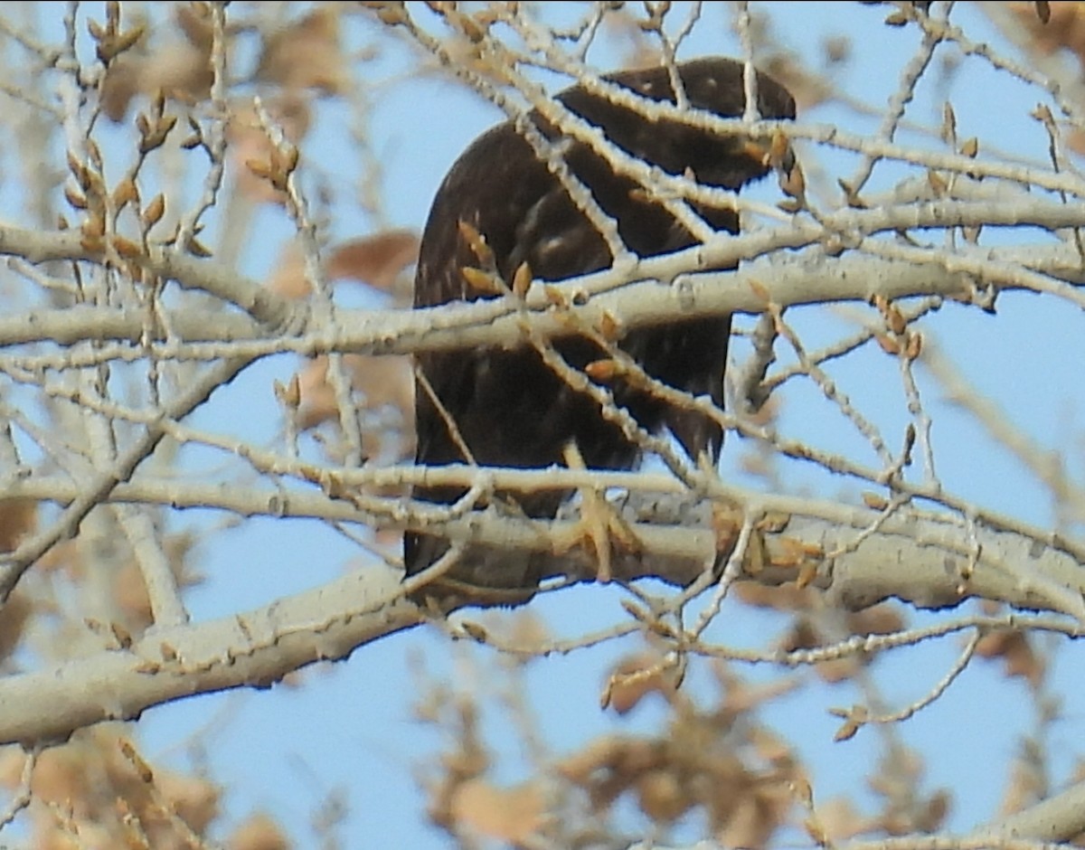 Buteo, unbestimmt - ML651101323