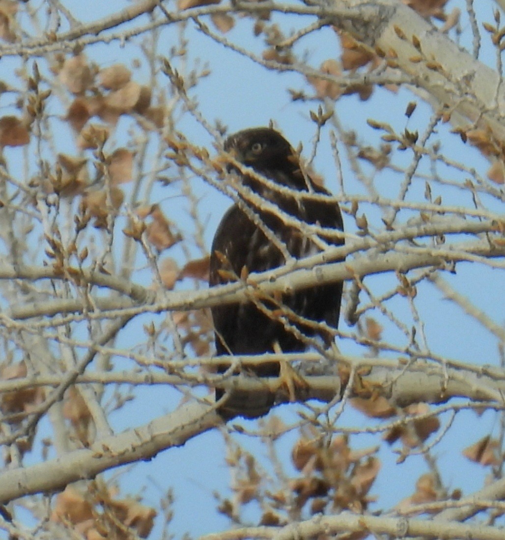 Buteo, unbestimmt - ML651101468