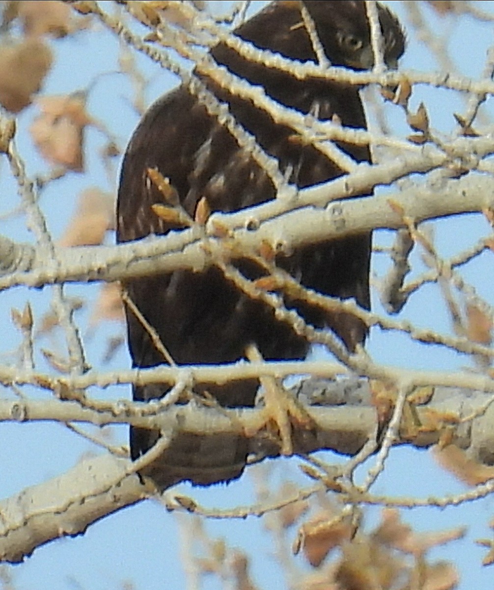 Buteo, unbestimmt - ML651101763