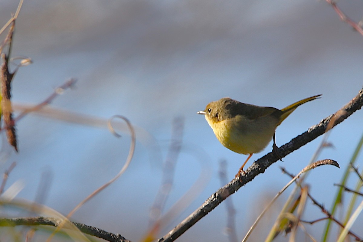Common Yellowthroat - ML651101771