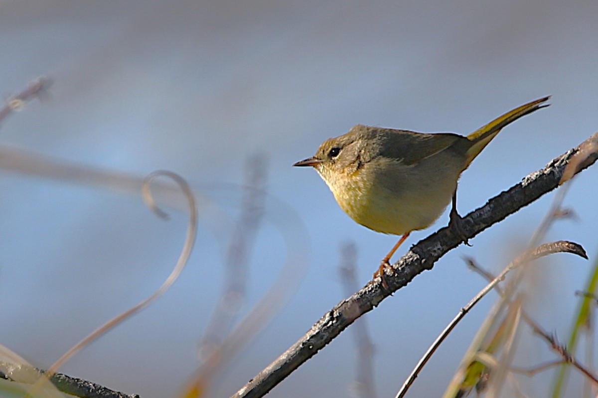 Common Yellowthroat - ML651101830