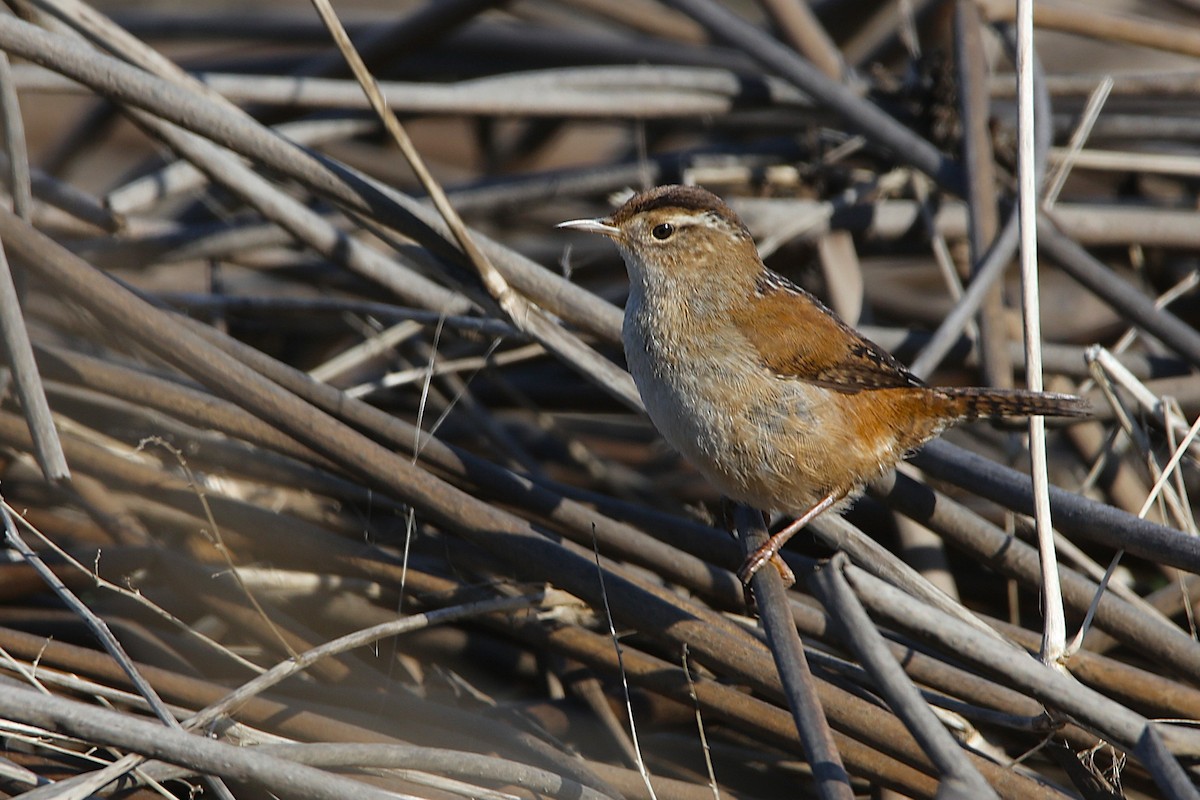 Marsh Wren - ML651101879
