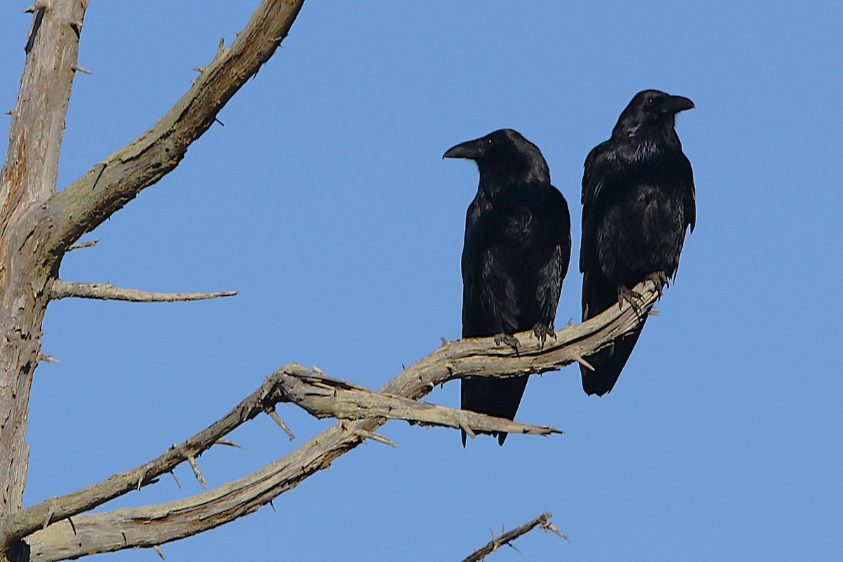 Common Raven - ML651101947
