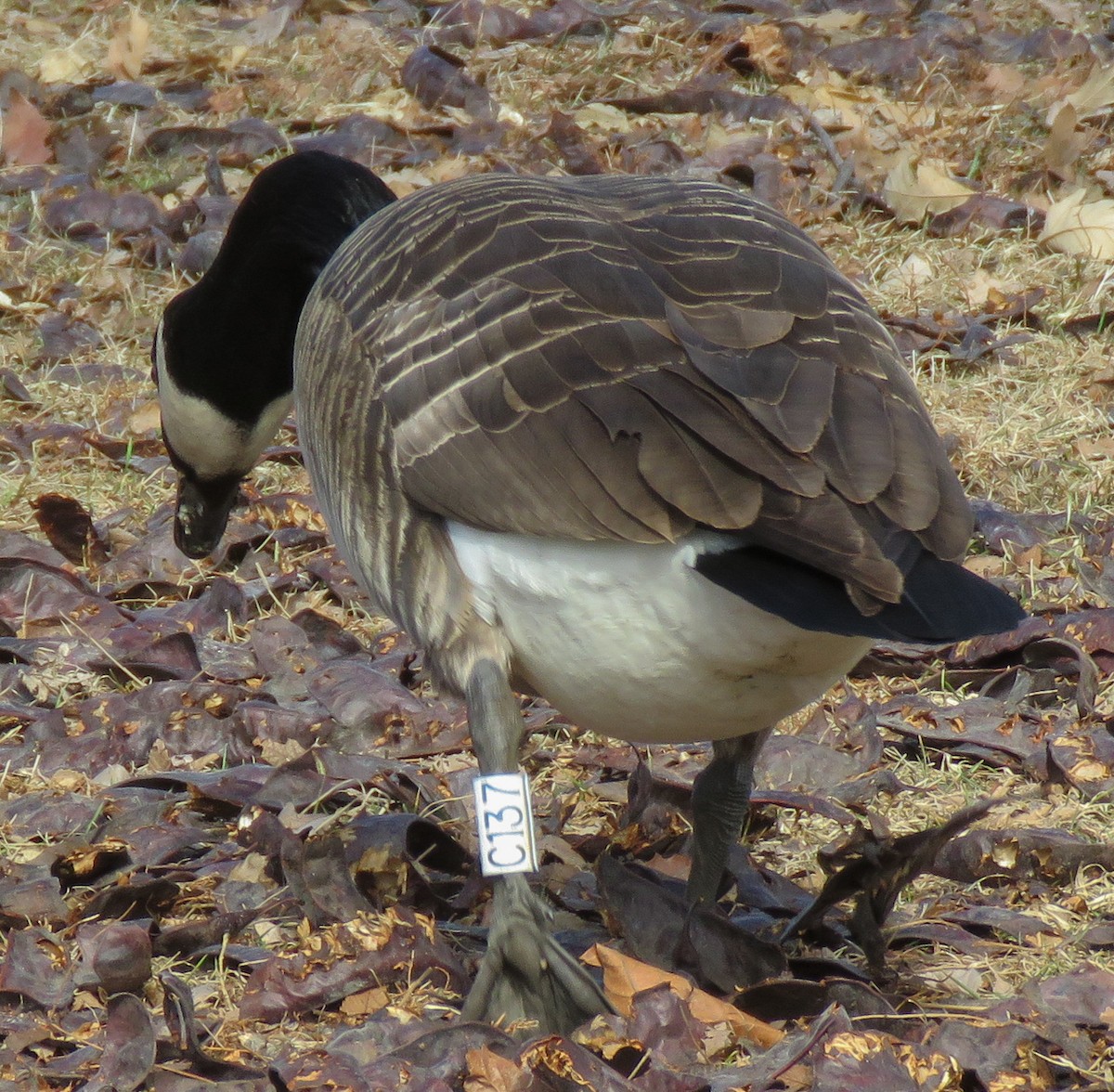 Canada Goose - ML651102243