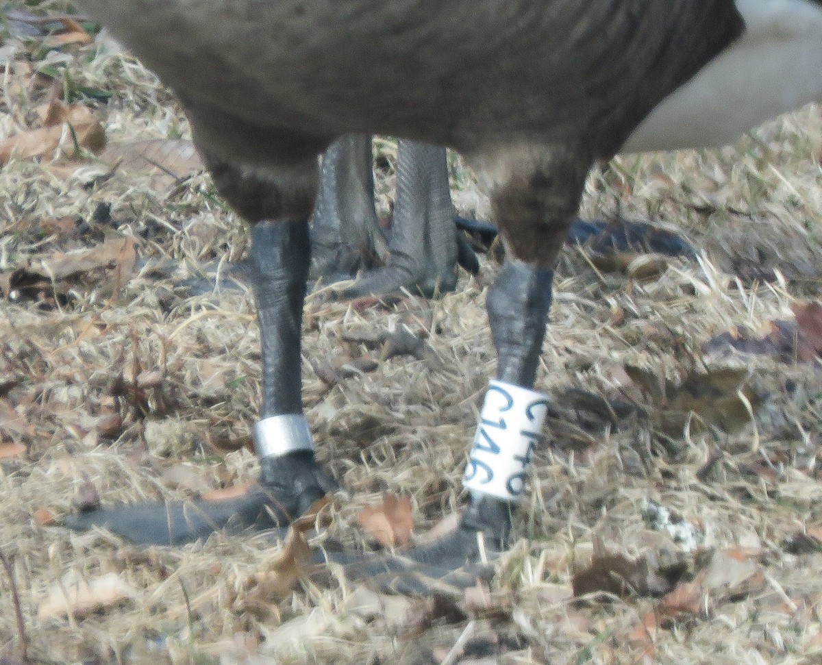 Canada Goose - ML651102244