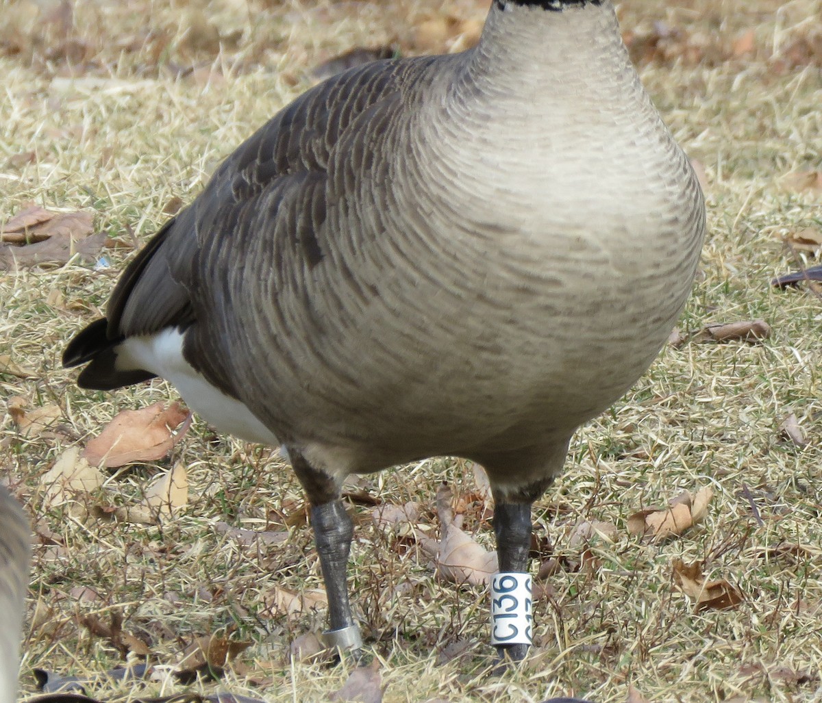 Canada Goose - ML651102245