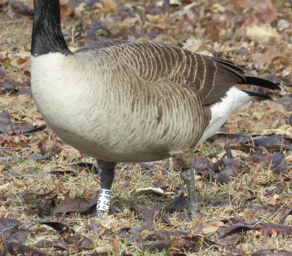 Canada Goose - ML651102246