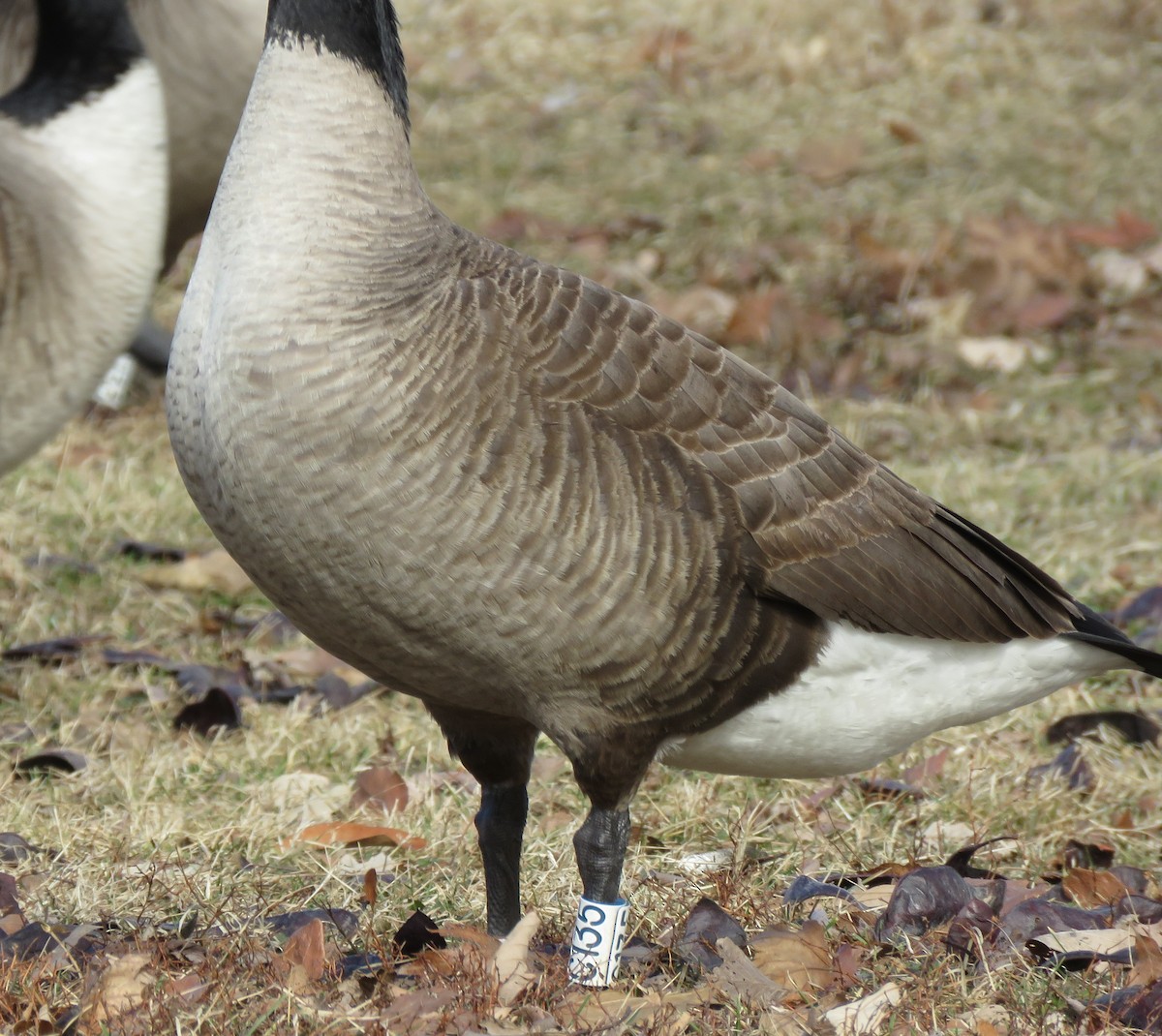 Canada Goose - ML651102247
