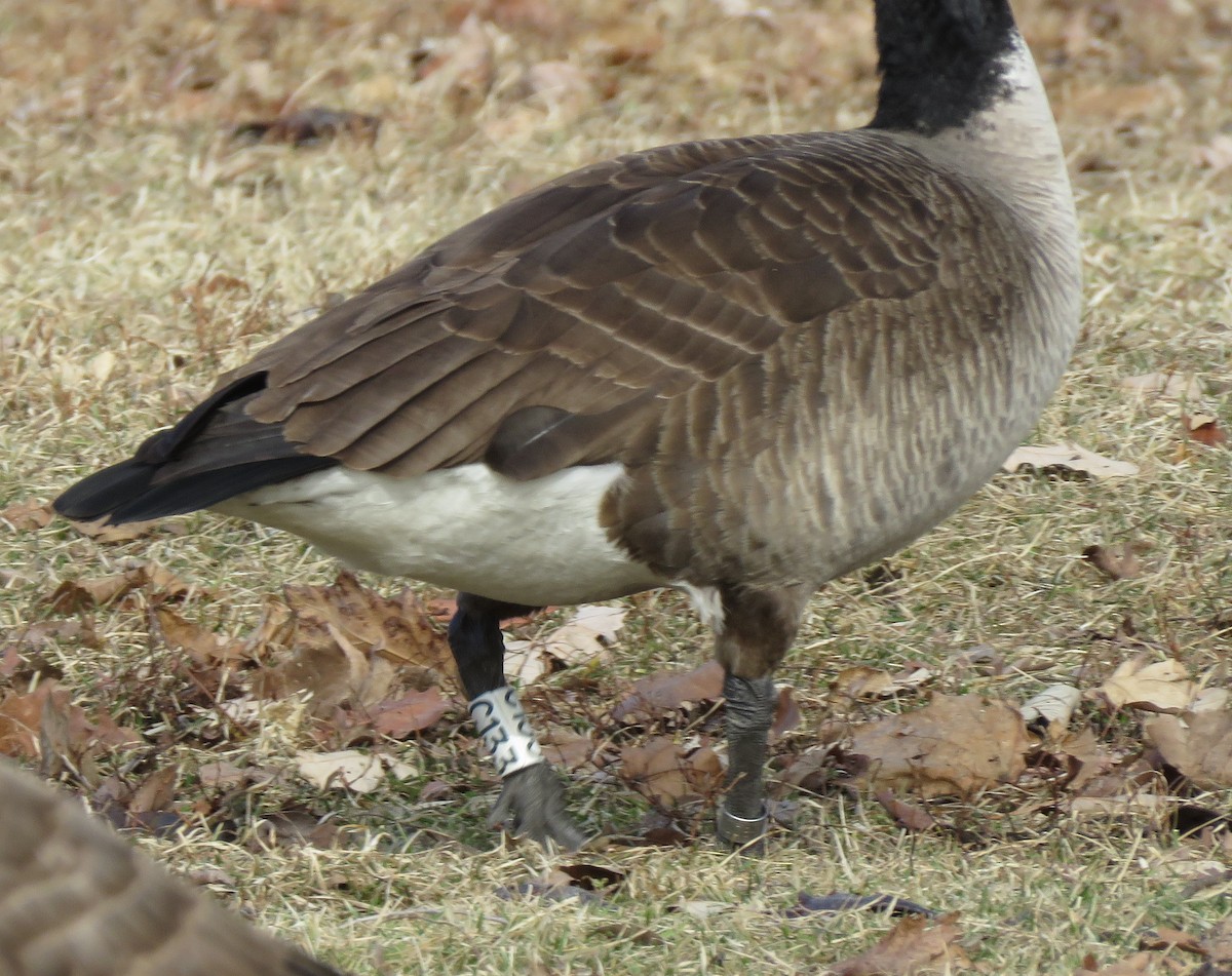 Canada Goose - ML651102254