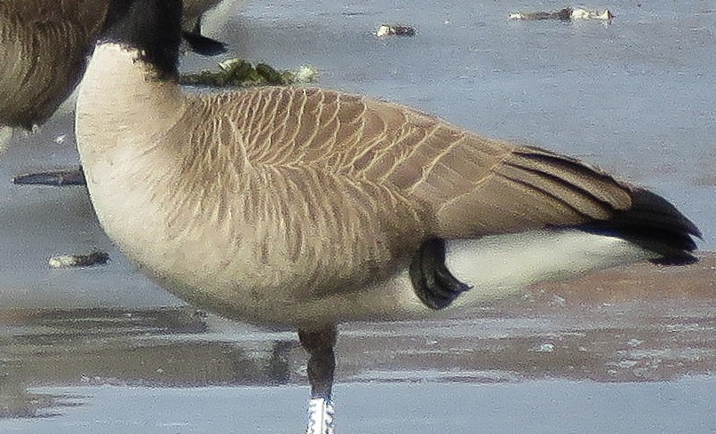 Canada Goose - ML651102278