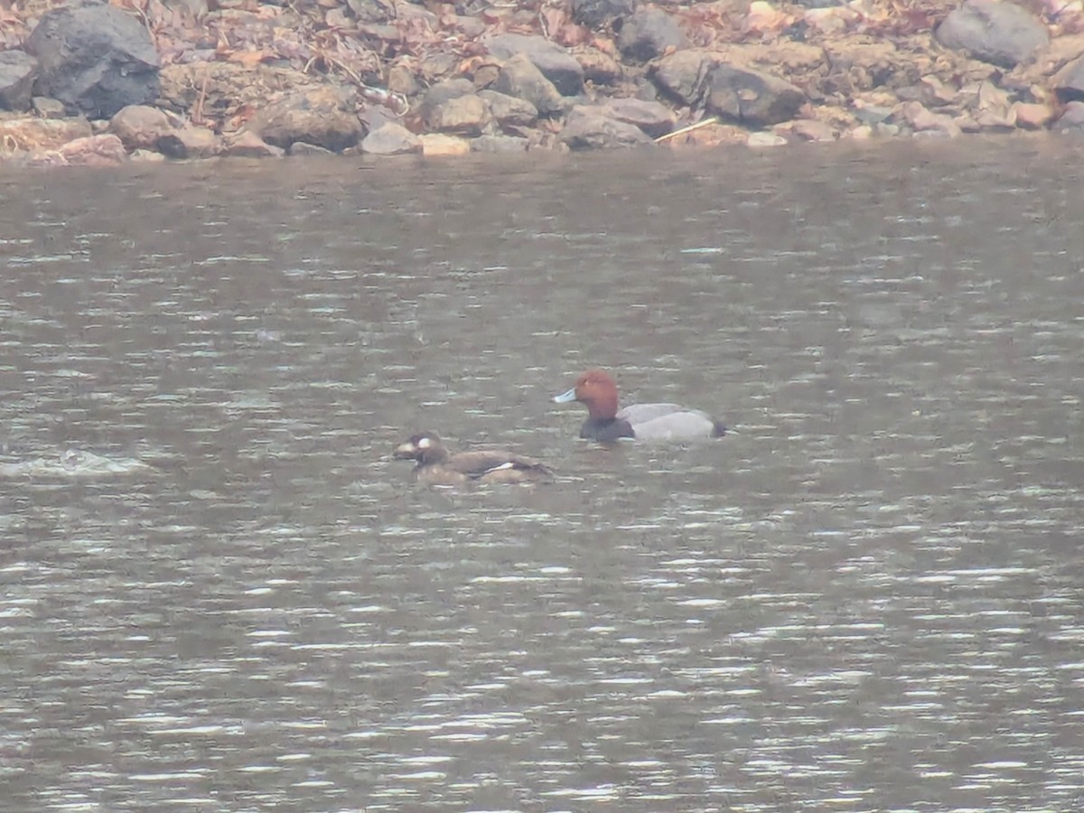 White-winged Scoter - ML651102283