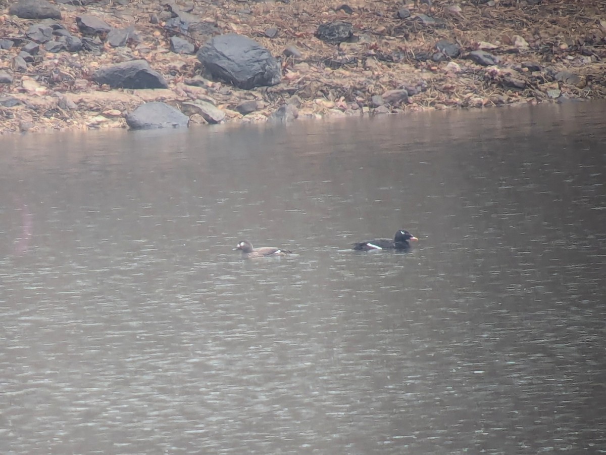White-winged Scoter - ML651102284