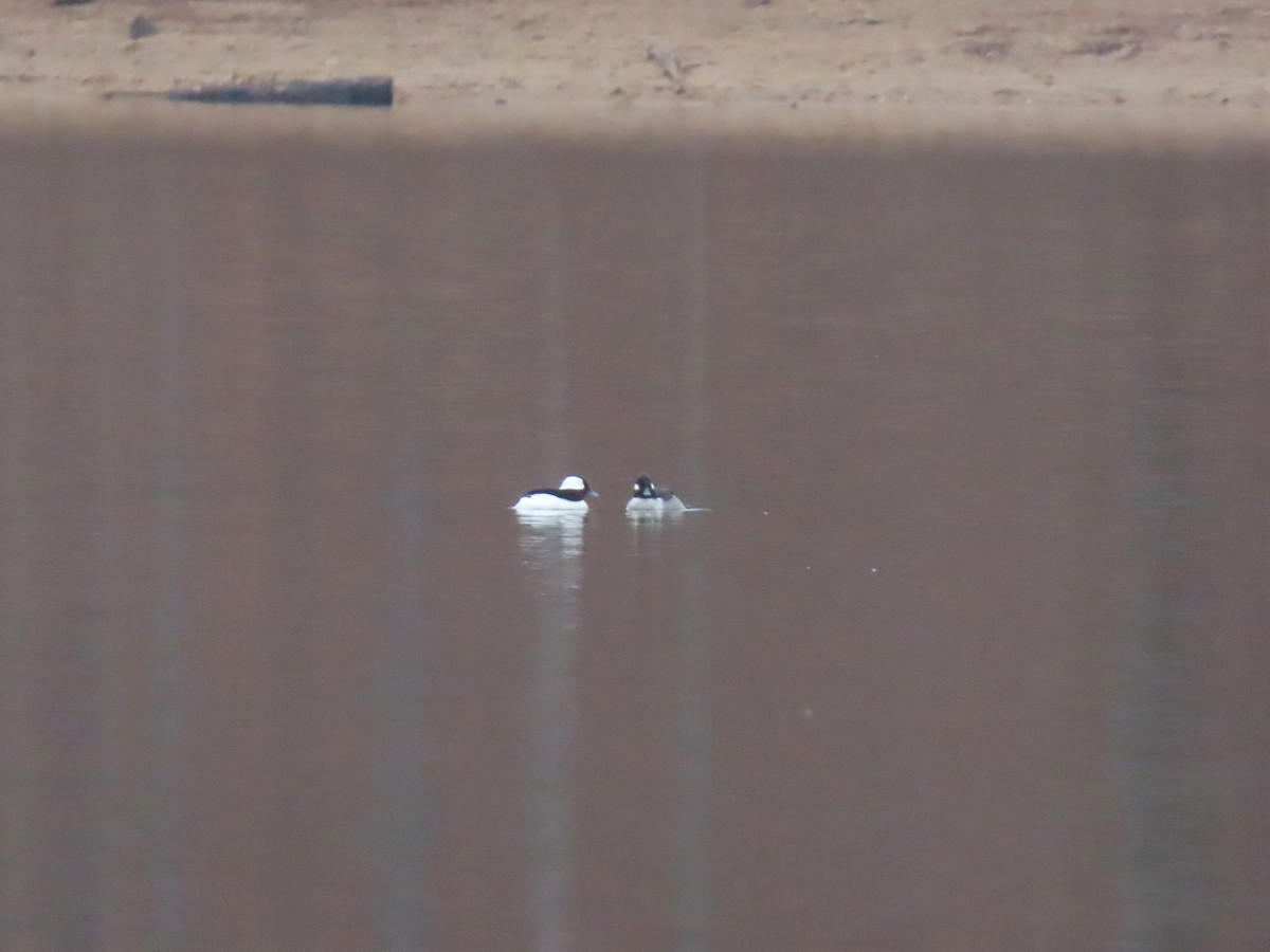 Bufflehead - ML651102321