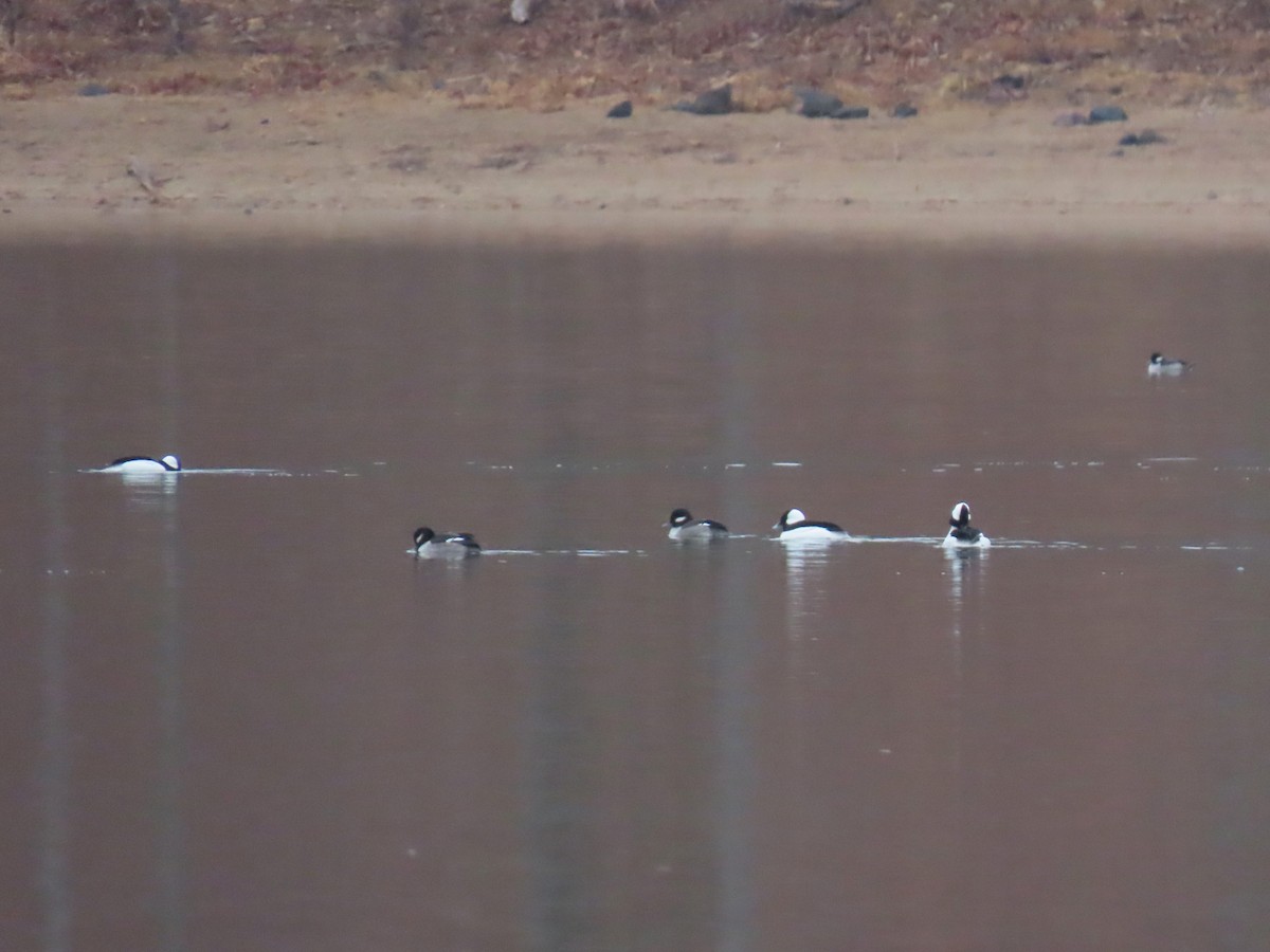 Bufflehead - ML651102322