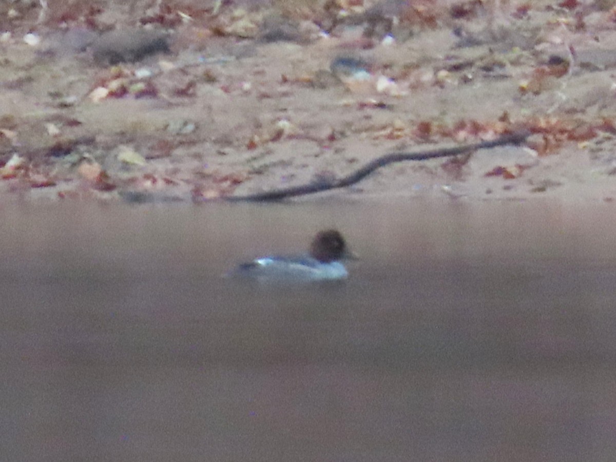 Common Goldeneye - ML651102359