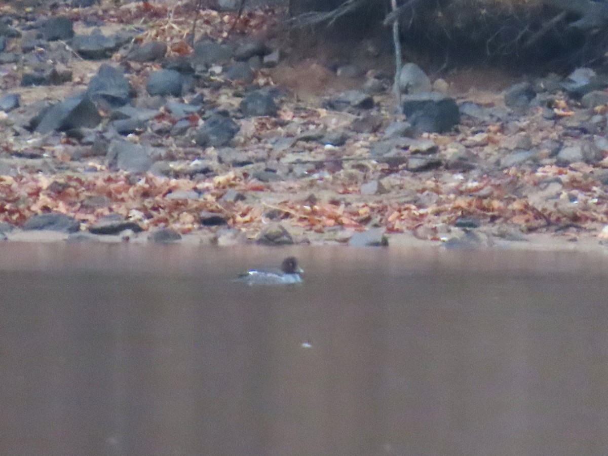 Common Goldeneye - ML651102360