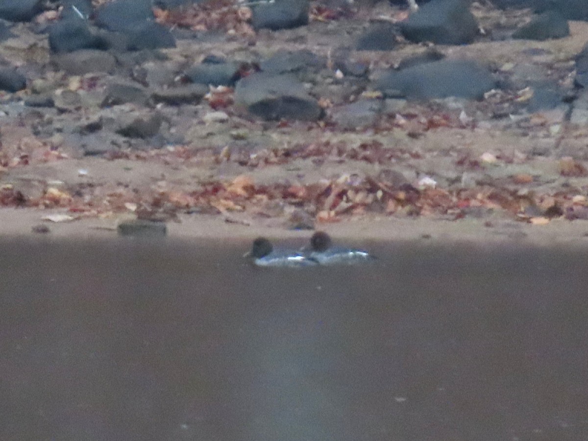 Common Goldeneye - ML651102361