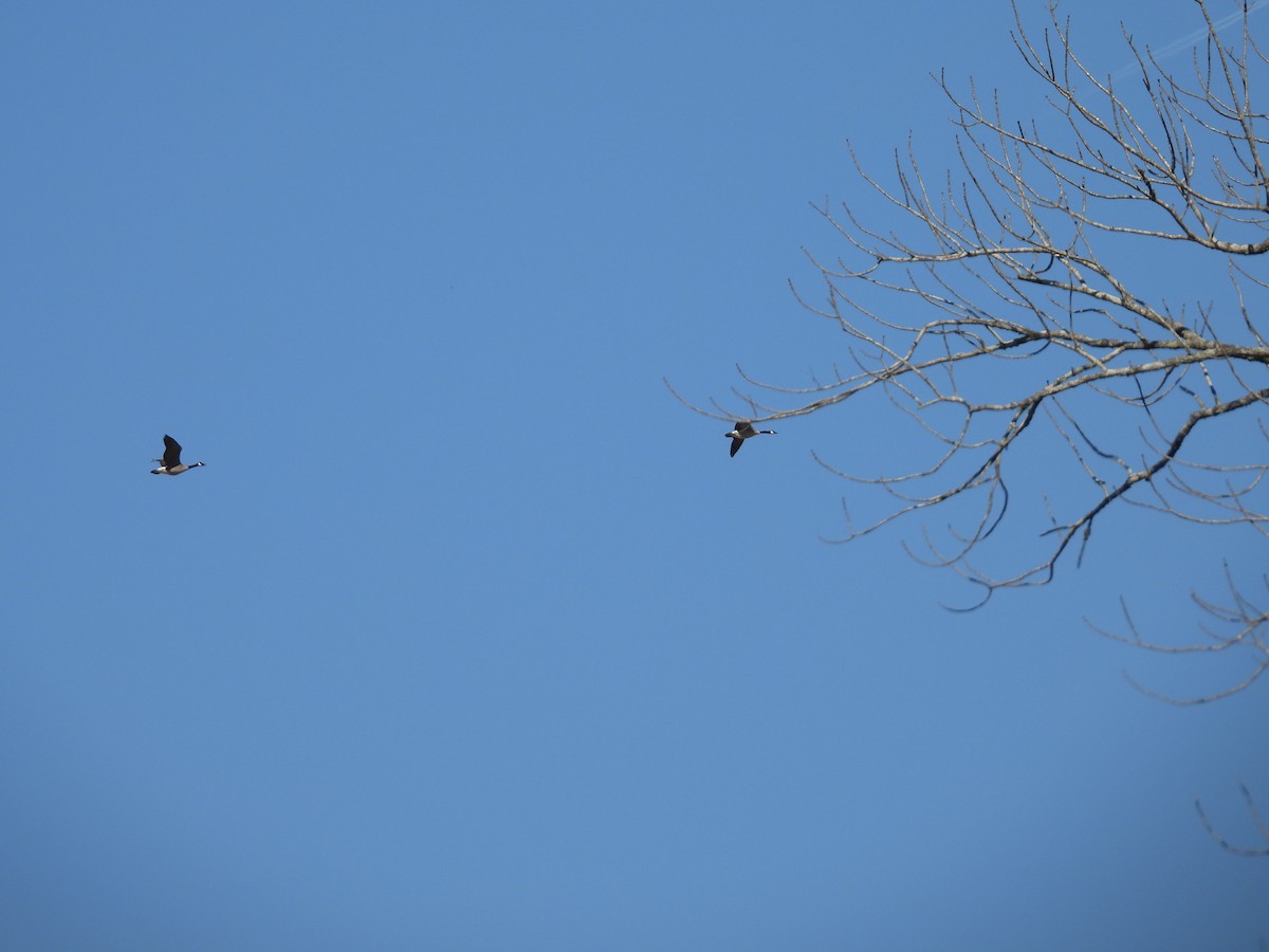 Canada Goose - ML651102373