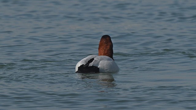 Canvasback - ML651102691