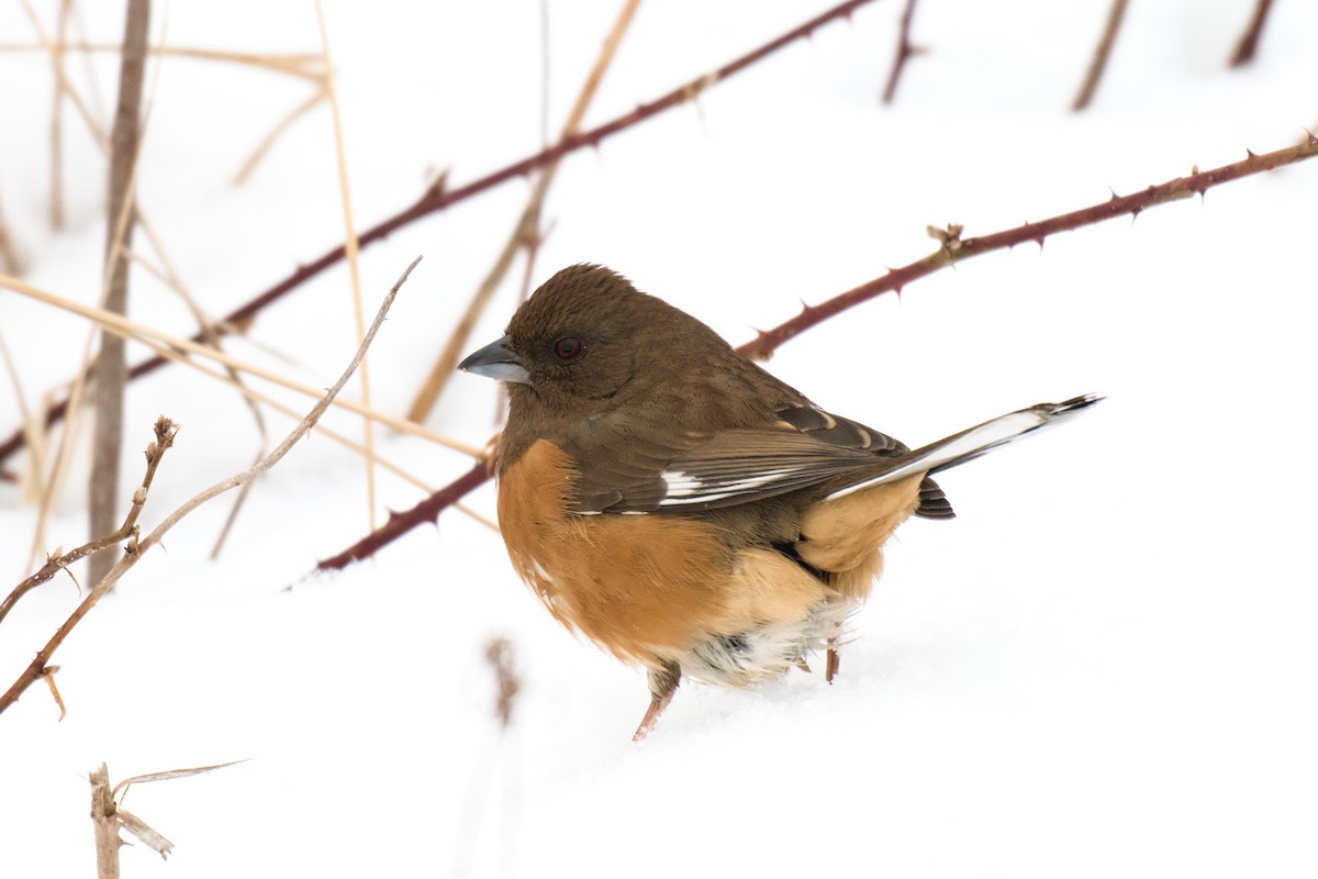 Toquí Flanquirrufo - ML651102733