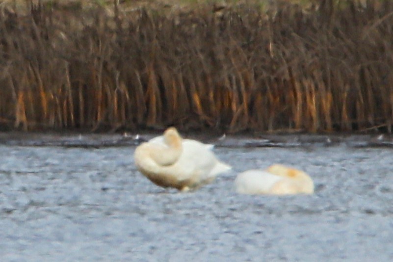 Tundra Swan - ML651102961