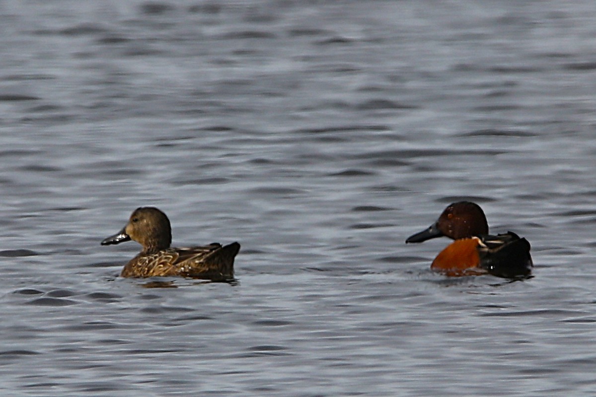 Cinnamon Teal - ML651102991