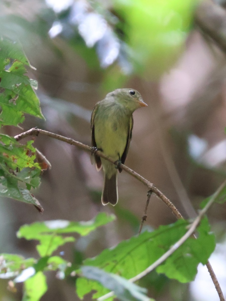 Sarı Karınlı Boreal Sinekkapan - ML651103651