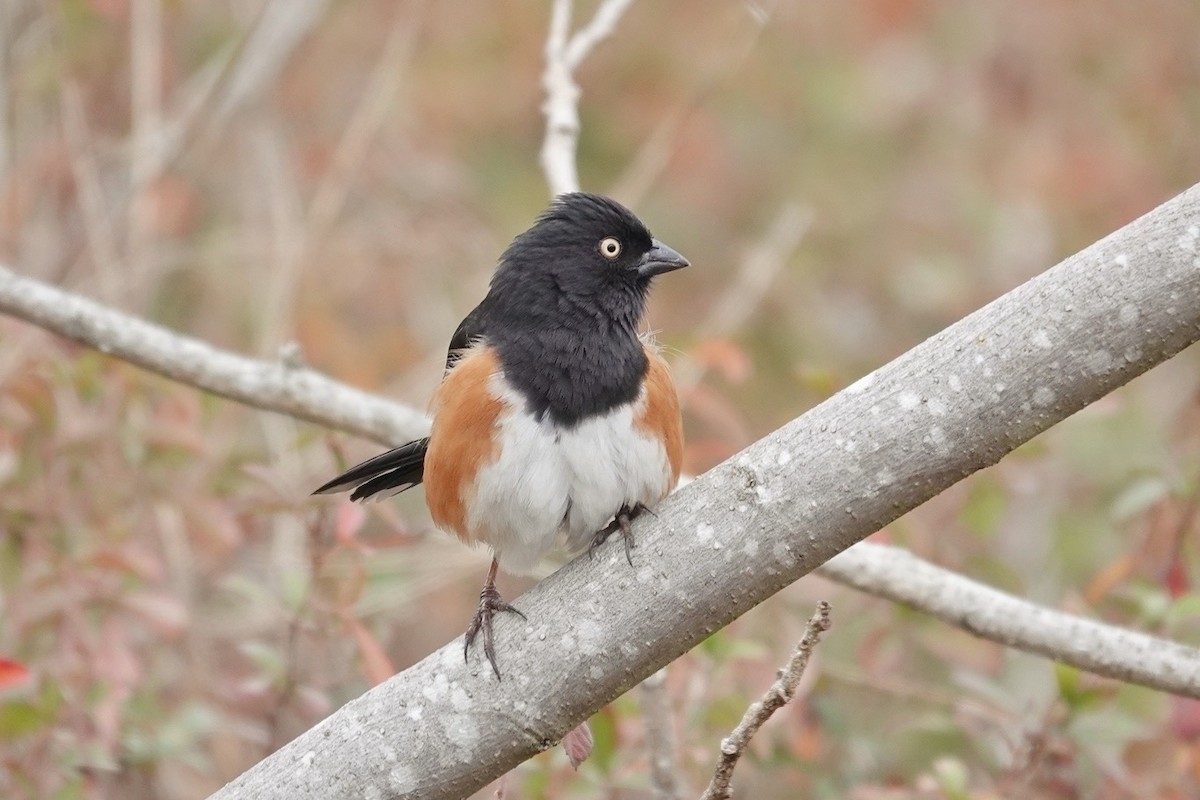 Toquí Flanquirrufo - ML651103773