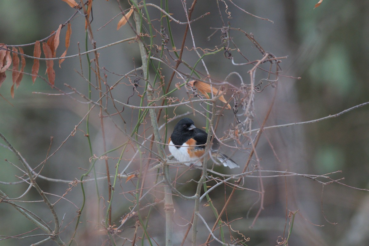 Toquí Flanquirrufo - ML651103921