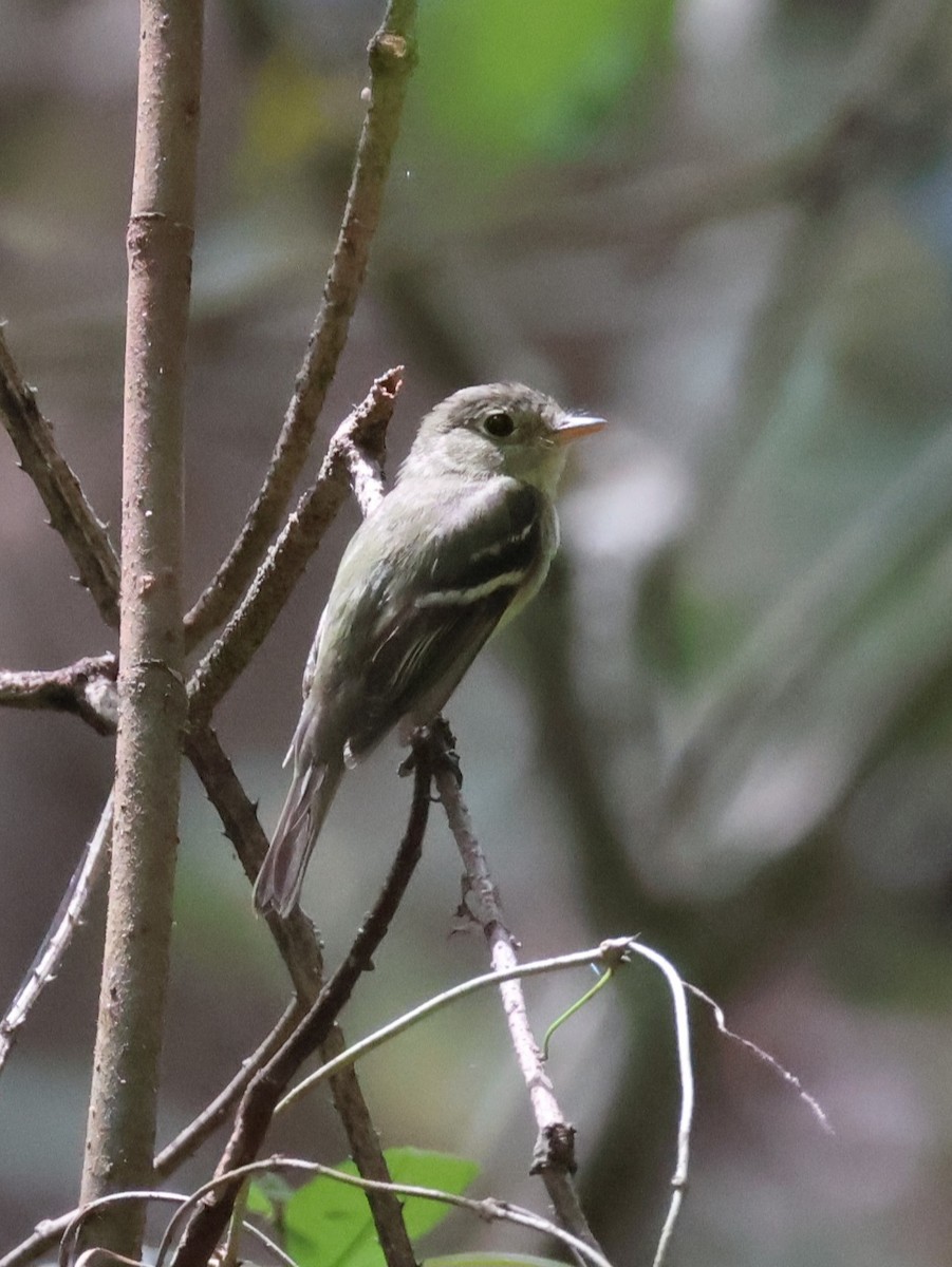 Sarı Karınlı Boreal Sinekkapan - ML651104226