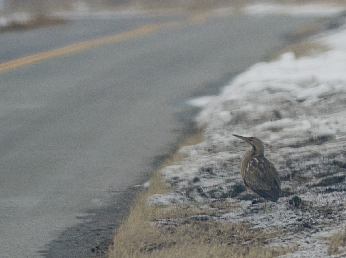 eBird Checklist - 15 Feb 2026 - Dune Road, Shinnecock Inlet to Post ...