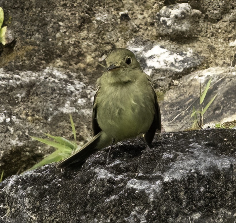 Sarı Karınlı Boreal Sinekkapan - ML651104929