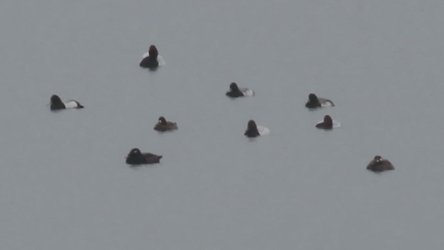 White-winged Scoter - ML651104985