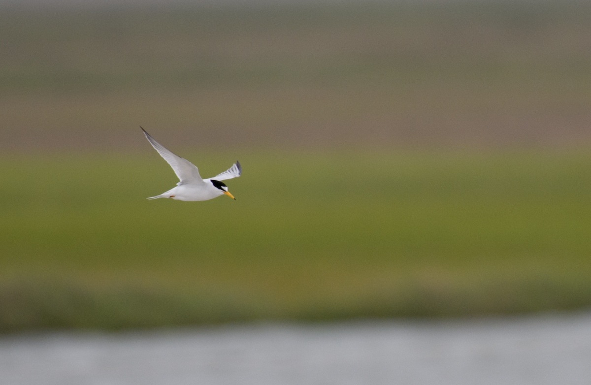 Least Tern - ML651105288