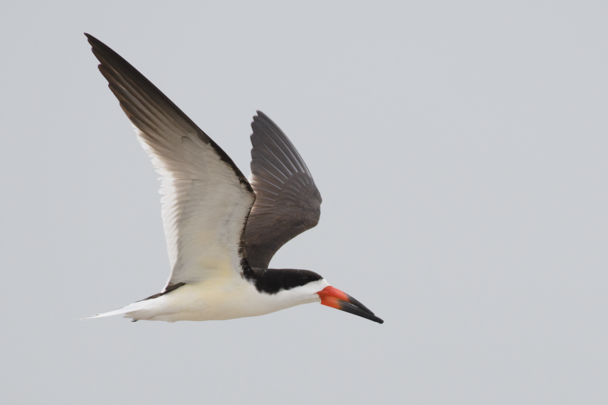 Black Skimmer - ML651105302