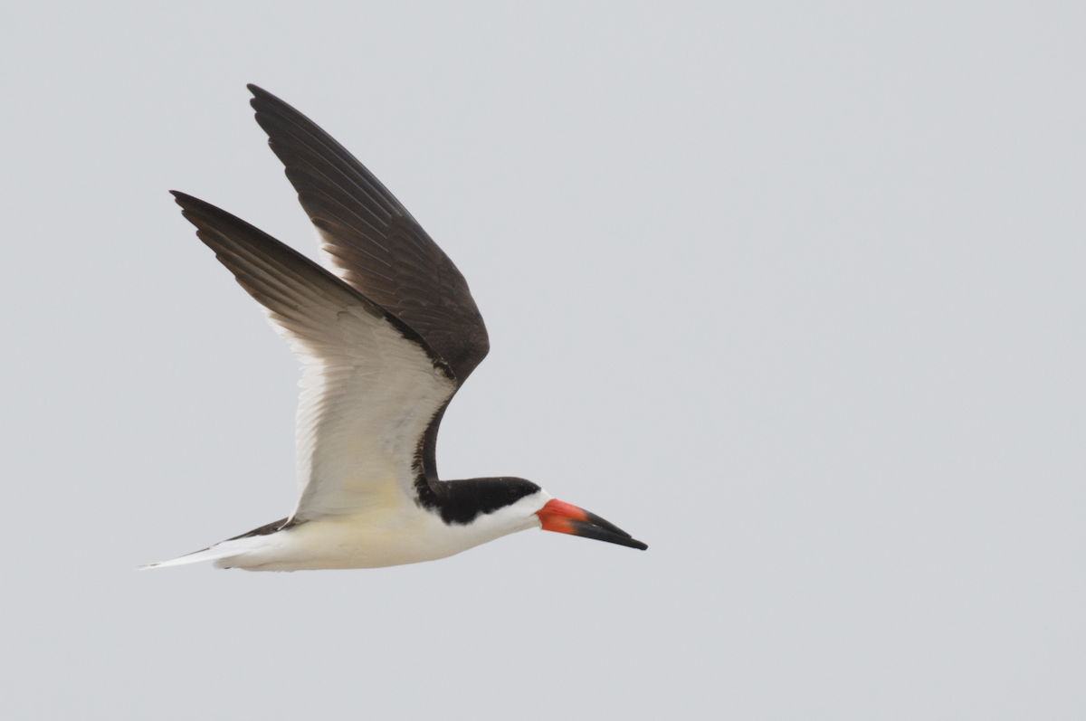 Black Skimmer - ML651105304