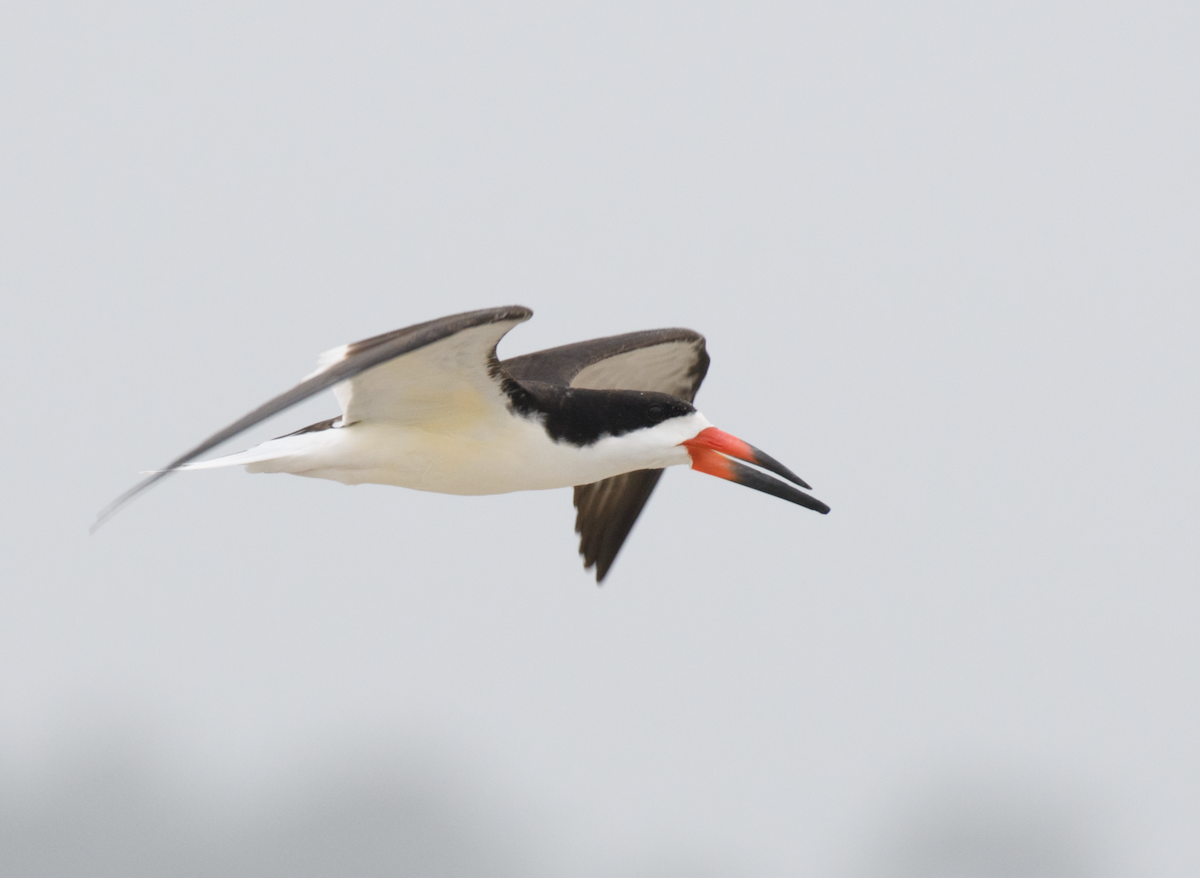 Black Skimmer - ML651105305