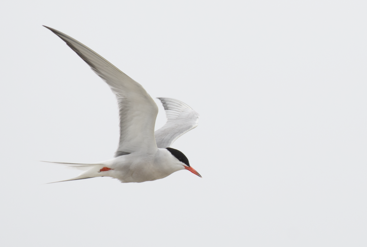 Common Tern - ML651105333