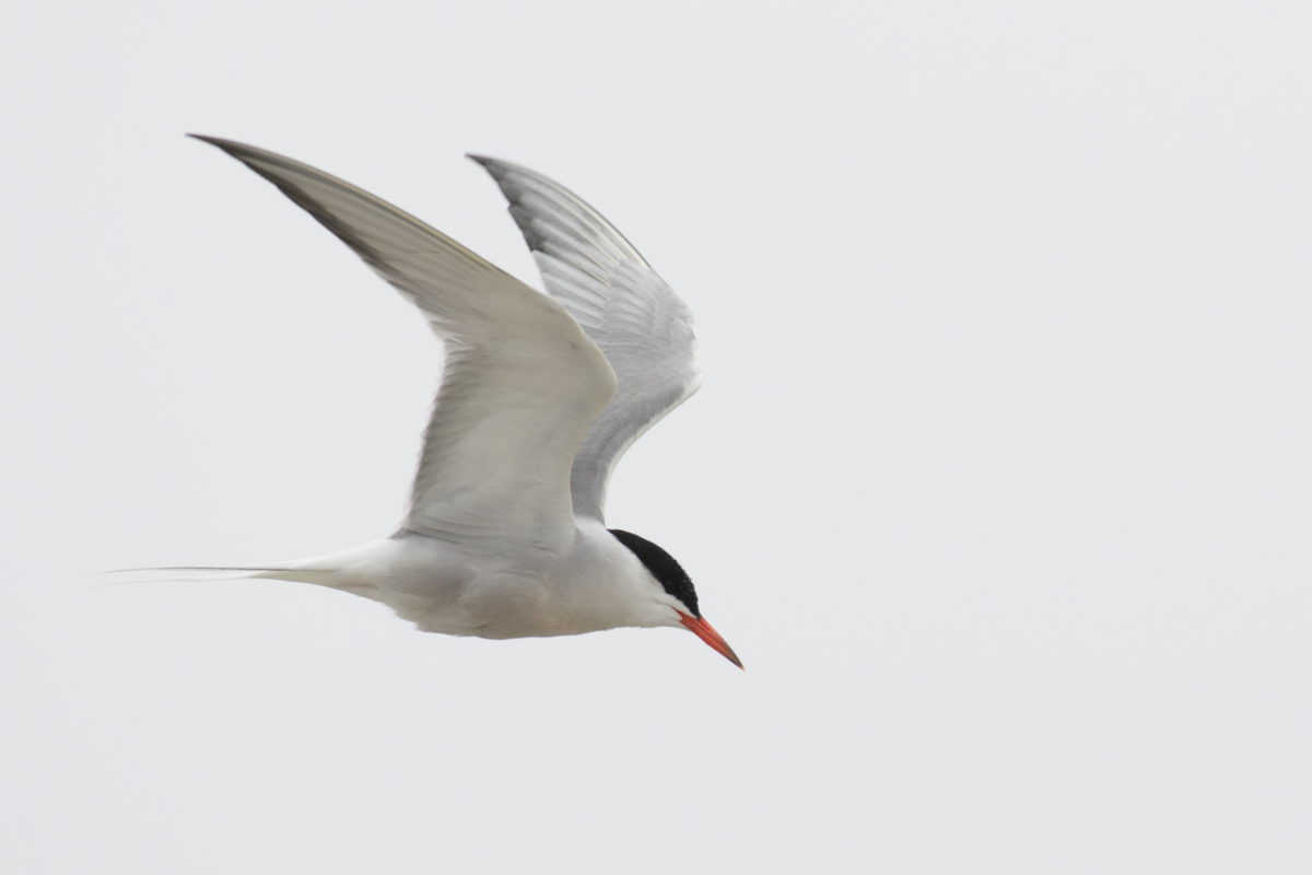 Common Tern - ML651105334