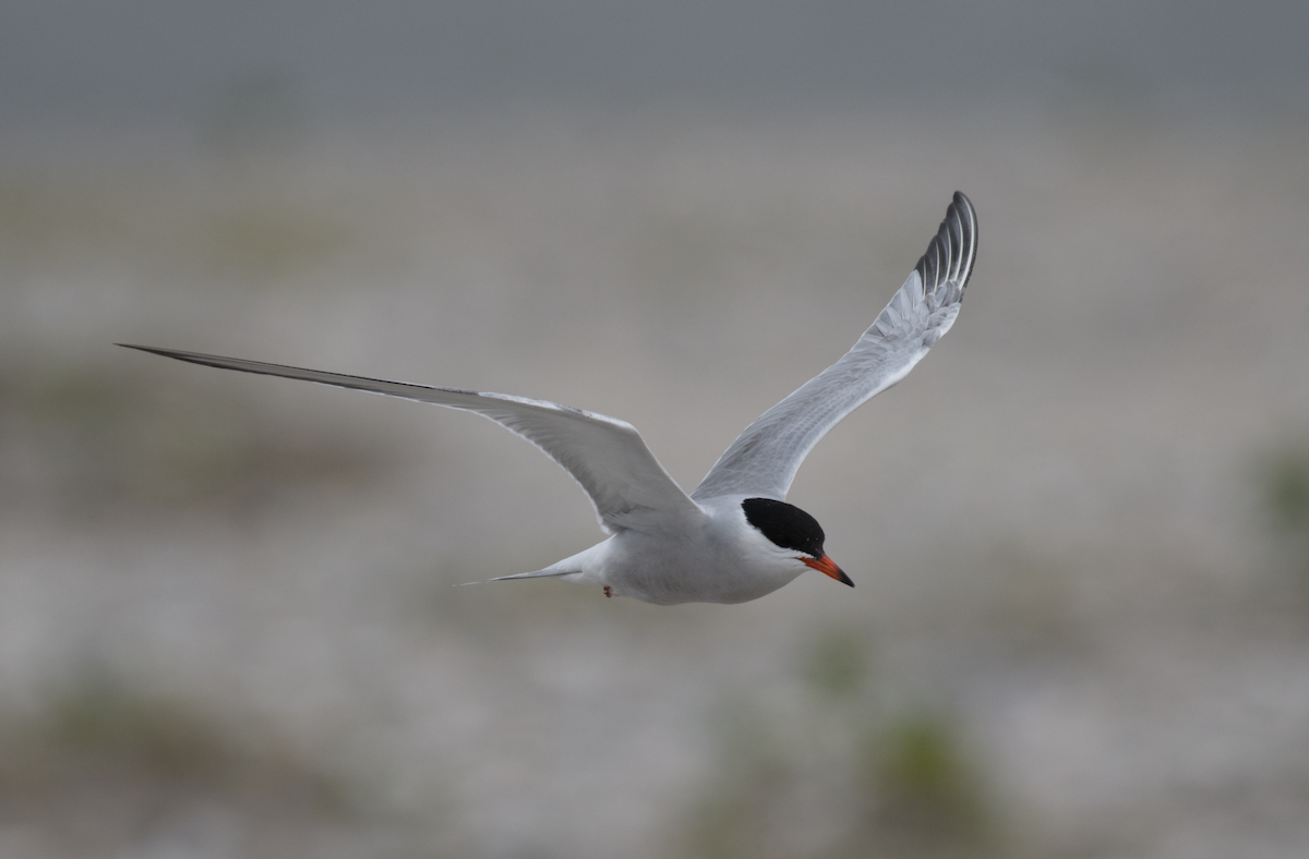 Common Tern - ML651105336