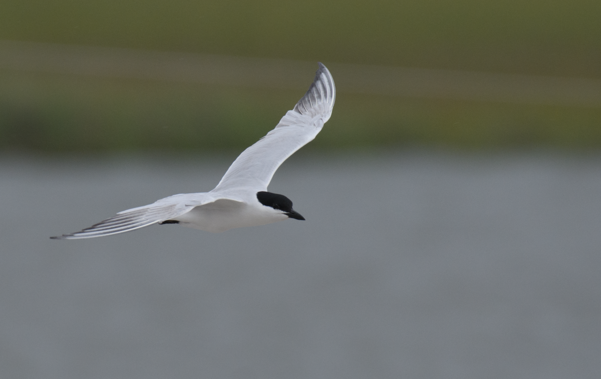 Gull-billed Tern - ML651105352