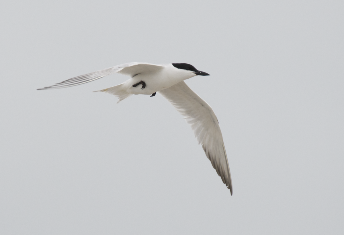 Gull-billed Tern - ML651105354