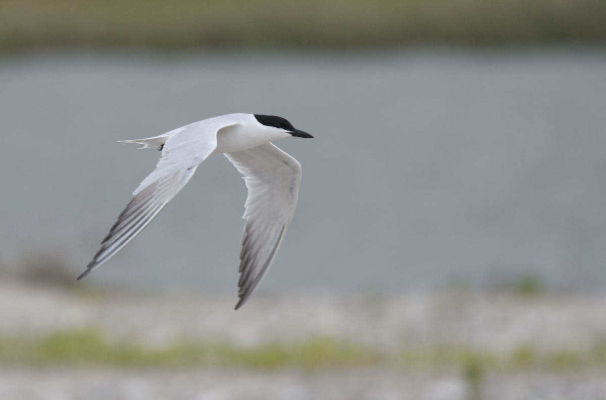 Gull-billed Tern - ML651105355
