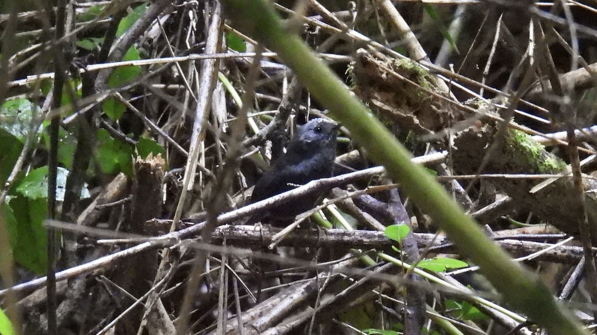 タンビオタテドリ - ML651105380